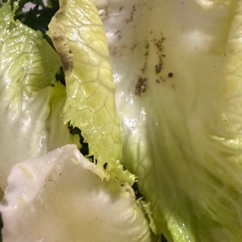 İki Saat Gecikmeli Siparişte Hijyen Ve Sıcaklık Sorunları
