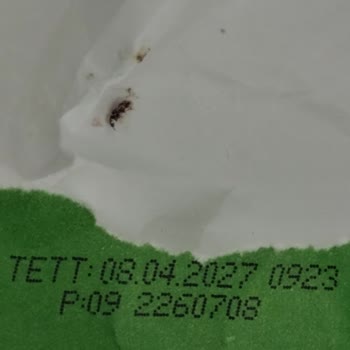 Söke Ununda Böcek Bulundu
