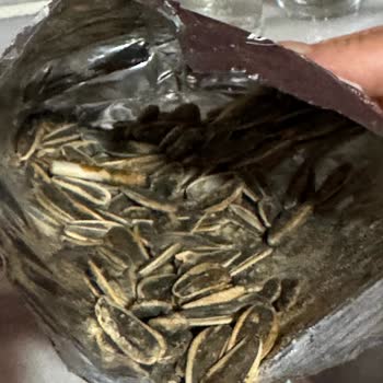 Çekirdekte Sigara İzmariti Bulunması Hijyen İhlali