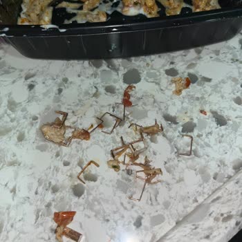 Yemeksepeti Siparişimde Zımba Telinin Yemeğe Karışması Ve Çözüm Bulunamaması
