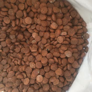 Açılmamış Köpek Mamasında Küf Sorunu Ve İade Talebi