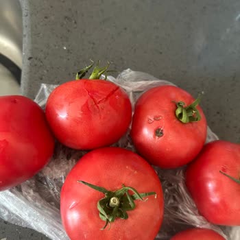 Tarihi Geçmiş Hazır Yemek Ve Çürük Sebzeler İçin İade Talebi