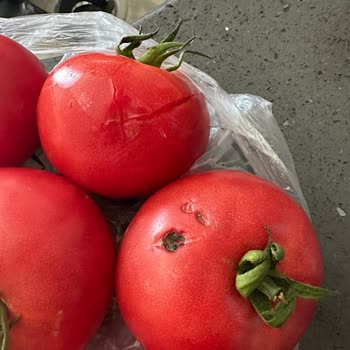 Son Kullanma Tarihi Geçmiş Hazır Yemek Ve Çürük Sebzeler İçin İade Talebi