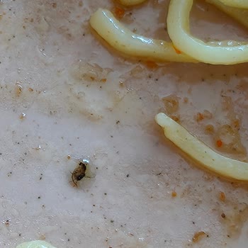 BİM’den Aldığım Indomie Noodle’da Böcek
