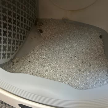 Kedi Tuvaletindeki Silikon Ped Arızası Ve İlgisiz Destek