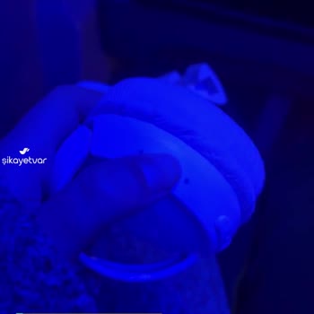 JBL 520 Şarjı Olmasına Rağmen Açılmıyor