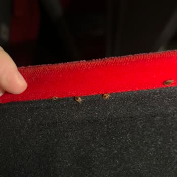 Kaptanoğlu Seyahat Otobüsünde Böcekler Ve Hijyen Sorunu