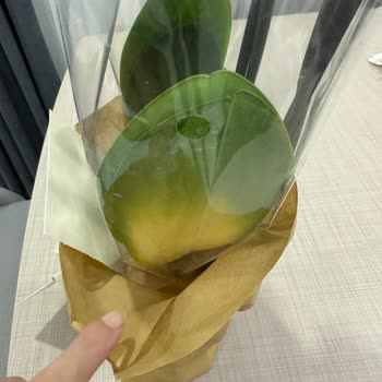 Çiçek Sepeti Sağlıksız Ve Böcekli Orkide İçin Tam İade Talebi
