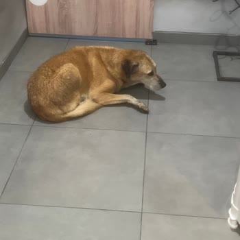 Petrol Ofisi Tuvalet Koridorunda Köpek, Panik Atak Yarattı