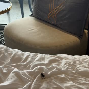 Prestige Otel Odasında Haşere Sorunu Ve Yetersiz Müşteri Hizmetleri