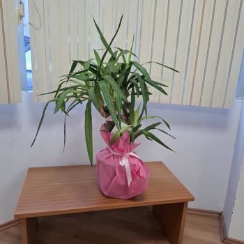 Yanıltıcı Görsellerle Satın Alınan Yucca Çiçeği Yanlış Ve Solgun Geldi, Cevapsız Müşteri Hizmetleri