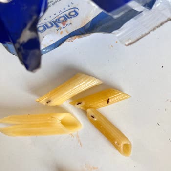 Makarnada Böcek Ve Kurt Görülmesi Gıda Güvenliğini Tehdit Ediyor