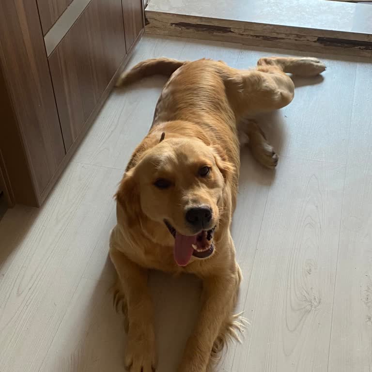 Köpeğimin Kaybolması Ve Belediye Bilgi Eksikliği Acil Yardım Talebi