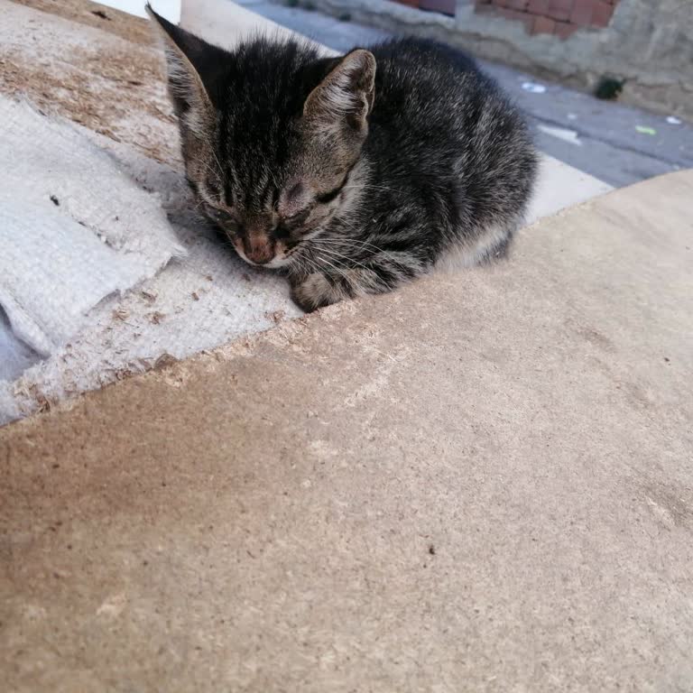 Kartal Belediyesi Veteriner İşleri Kedi Yavrusu İçin Müdahale Etmiyor