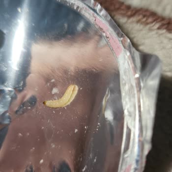 Biscolata Mood Ürününün İçinde Canlı Larva Bulunması