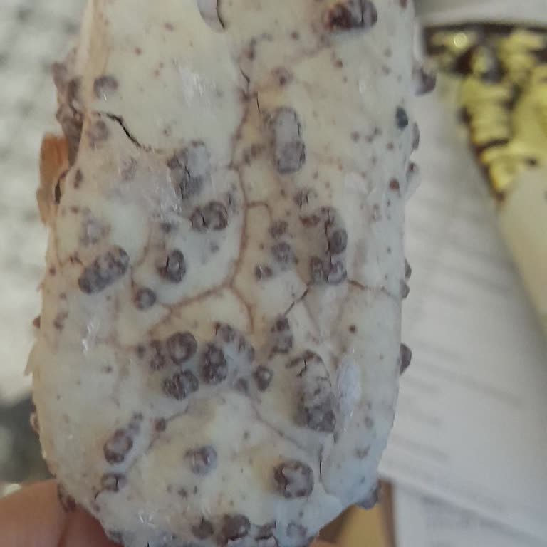 Algida Magnum Mini Cookie Dondurmasında Buz Parçaları Ve Bozulma Nedeniyle Mide Bulantısı