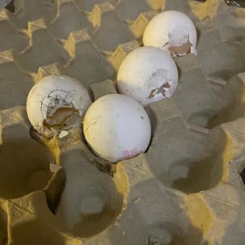 Kırık Ve Bozuk Yumurta Kolisi, Sağlık Riski Ve İade Talebi