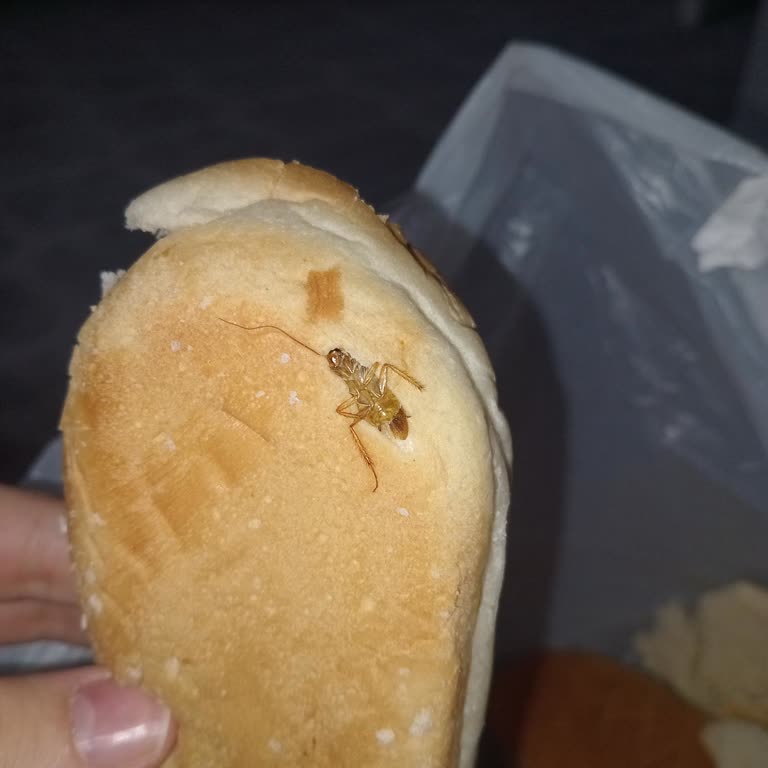 Koop Market Sandviç Ekmeğinde Hamam Böceği Tespiti Ve Sağlık Riski