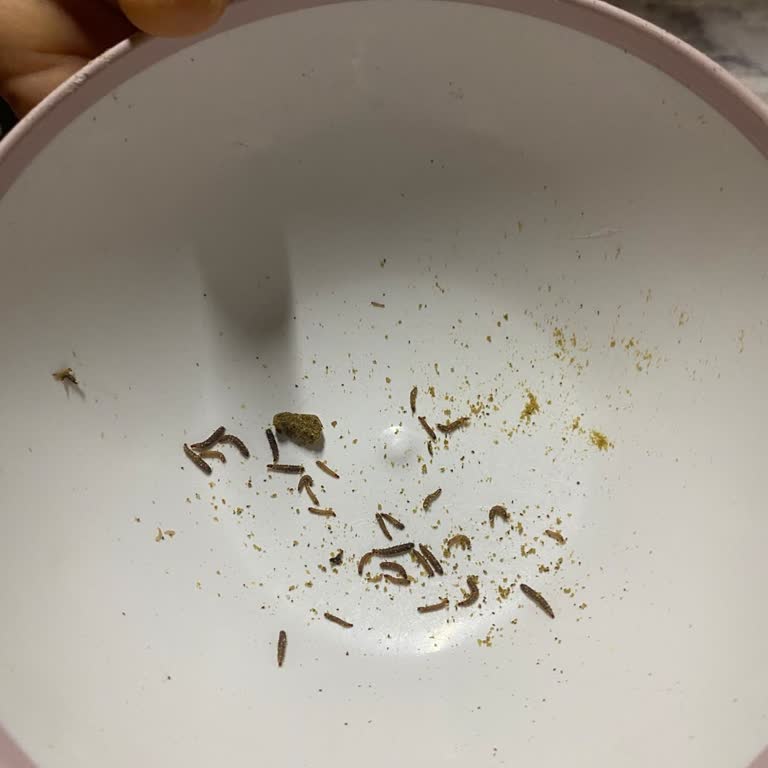 Köpek Maması Küflü Ve Kurtlu, 5 Bin TL Veteriner Masrafı Ve Tam İade Talebi