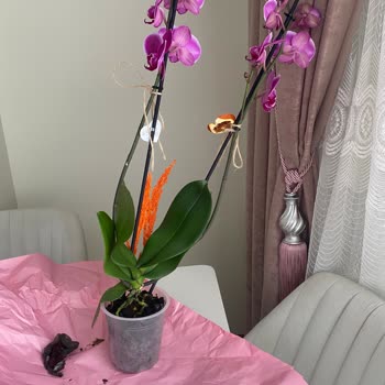 Böcekli Saksı Ve Dengesi Bozuk Orkide Ürünü İçin Değişim Talebi