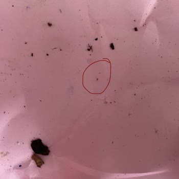 Böcekli Saksı Ve Dengesi Bozuk Orkide Ürünü İçin Değişim Talebi