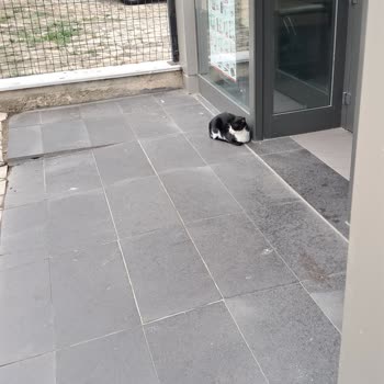 Markette Kedilerin Serbest Dolaşımı Ve Personel Hijyen İhmali Müşteriyi Endişelendirdi