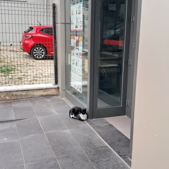 Markette Kedilerin Serbest Dolaşımı Ve Personel Hijyen İhmali Müşteriyi Endişelendirdi