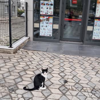 Markette Kedilerin Serbest Dolaşımı Ve Personel Hijyen İhmali Müşteriyi Endişelendirdi