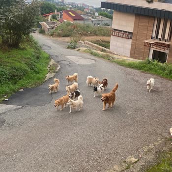 Çimenli Mahallesinde Sokak Köpekleri Saldırısı Ve Çocuk Güvenliği Endişesi