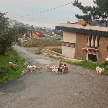 Çimenli Mahallesinde Sokak Köpekleri Saldırısı Ve Çocuk Güvenliği Endişesi