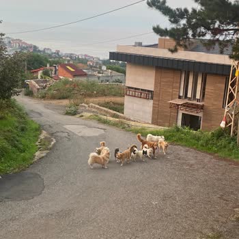 Çimenli Mahallesinde Sokak Köpekleri Saldırısı Ve Çocuk Güvenliği Endişesi
