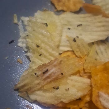 Migros Ruffles Çipsinde Ölü Karınca Ve Böcek Tespiti