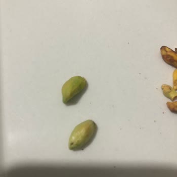 Simbat Kuruyemiş Jumbo Antep Fıstığında Yüzde 30’a Yakın Çürük Ürün