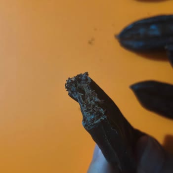 Keçiboynuzu Paketi İçindeki Kurtlar Hijyen Ve Kaliteyi Tehdit Ediyor