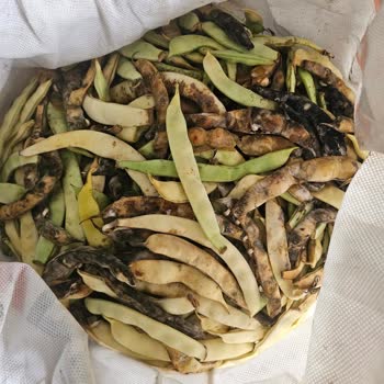 Sürat Kargo Göksu Şubesinde Kargo Bekletilmesi Ve Ürün Hasarı