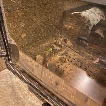 Kapalı Ve Kirli Havuz Oda Ve Restoranda Hijyen Sorunları Nedeniyle Hayal Kırıklığı