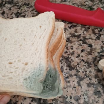 Küflü Tost Ekmeği Ve Tarihi Geçmiş Ürünlerde Gıda Güvenliği Sorunu