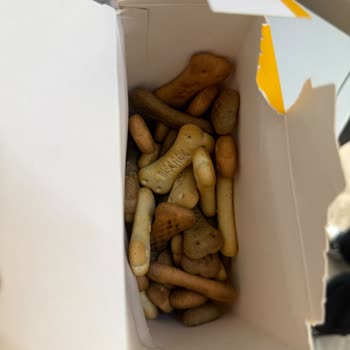 Küflü Pedigree Köpek Maması Ve Sağlık Endişesi