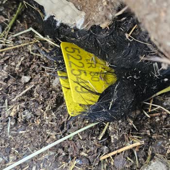 Küpe Eksikliği Gerekçesiyle Hasar Dosyalarının Haksız Reddi