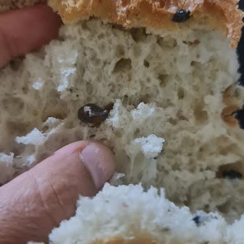 Baget Ekmeğinde Zeytin Çekirdeği Çıktı Ve Dişim Neredeyse Kırıldı