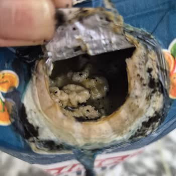 Dimes Portakal Suyu Ambalajında Küf Ve Sağlık Riski