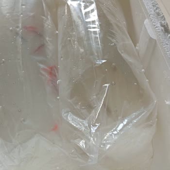 Canlı Balıkların Kargo Şartları Nedeniyle Ölümü Ve İade Talebi
