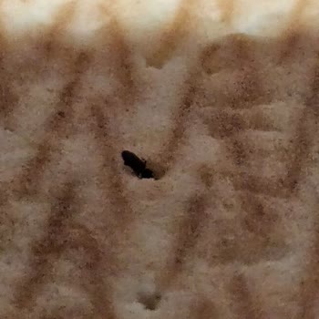 Ülker Pötibör Bisküvi'nde Canlı Böcek Tespit Edildi