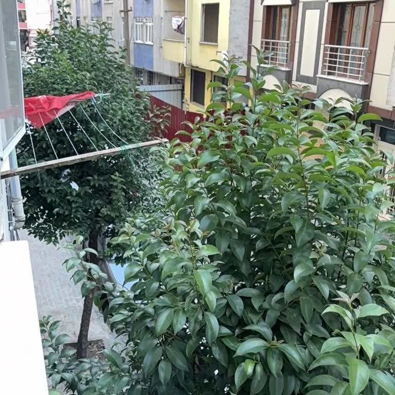 Ağaç Budama Gecikmesi Nedeniyle Evde Fare Sorunu Acil Çözüm Bekliyor