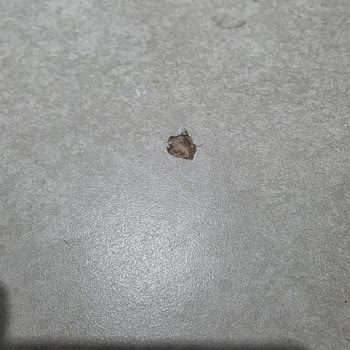 Taşınma Sözleşmesi İhlali, Aşırı Ücret, Fatura Kesilmemesi Ve Eşyalarımda Hasar
