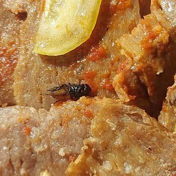 İmrendim Döner Ekmeğin İçinde Gözle Çok Net Şekilde Görülebilen Yanmış Bir Sinek Olduğunu Fark Ettim