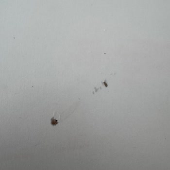 Malm Şifonyerde Soyulma Ve Komodinde Çatlak Tam İade Talebi