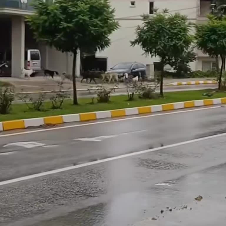 Okul Yolunda Başıboş Köpek Sürüleri Çocukları Korkutuyor