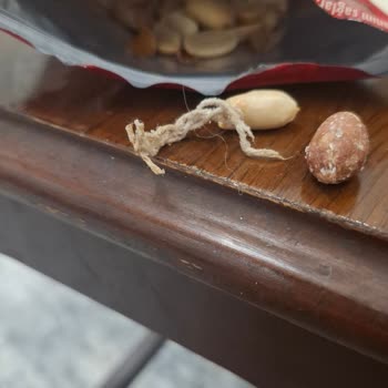 Simbat Kavrulmuş Yer Fıstığının İçinden Çıkan Yabancı Madde Hijyen Ve Sağlık Endişesi Yarattı