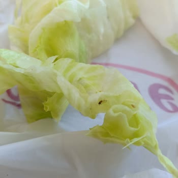 Böcekli Çiğköfte Ve Hijyen İhmali Sağlık Tehlikesi